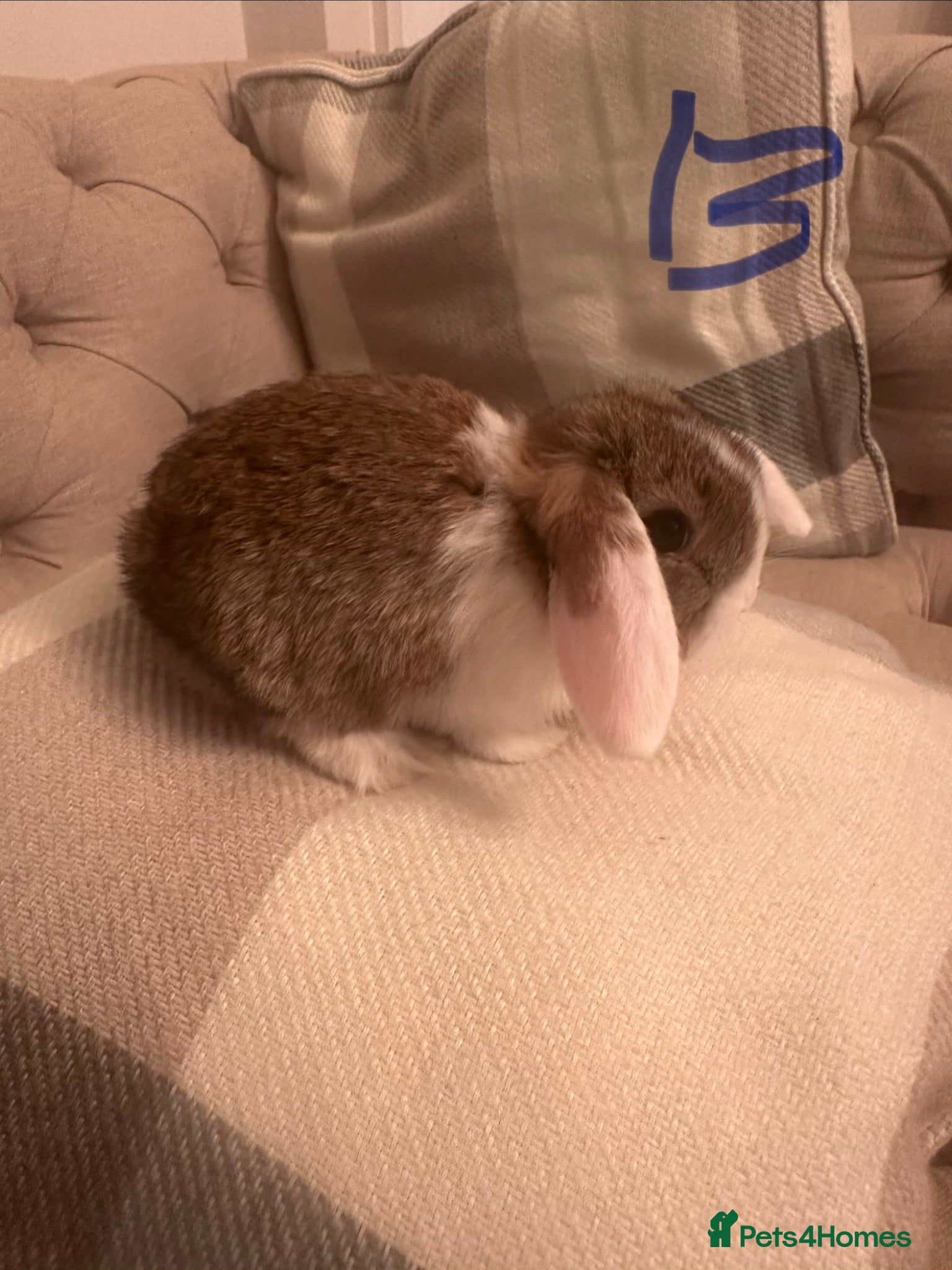 Mini Lop rabbits Ready to go today! 1 male mini lop - Advert 14
