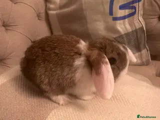 Mini Lop rabbits Ready to go today! 1 male mini lop - Advert 1