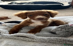 Cockapoo dogs for sale: Cockapoo/sprocker ready to leave 1 male - Image 1