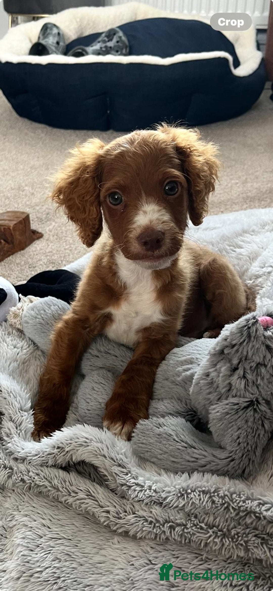 Cockapoo dogs for sale: Cockapoo/sprocker ready to leave 1 male - Image 1