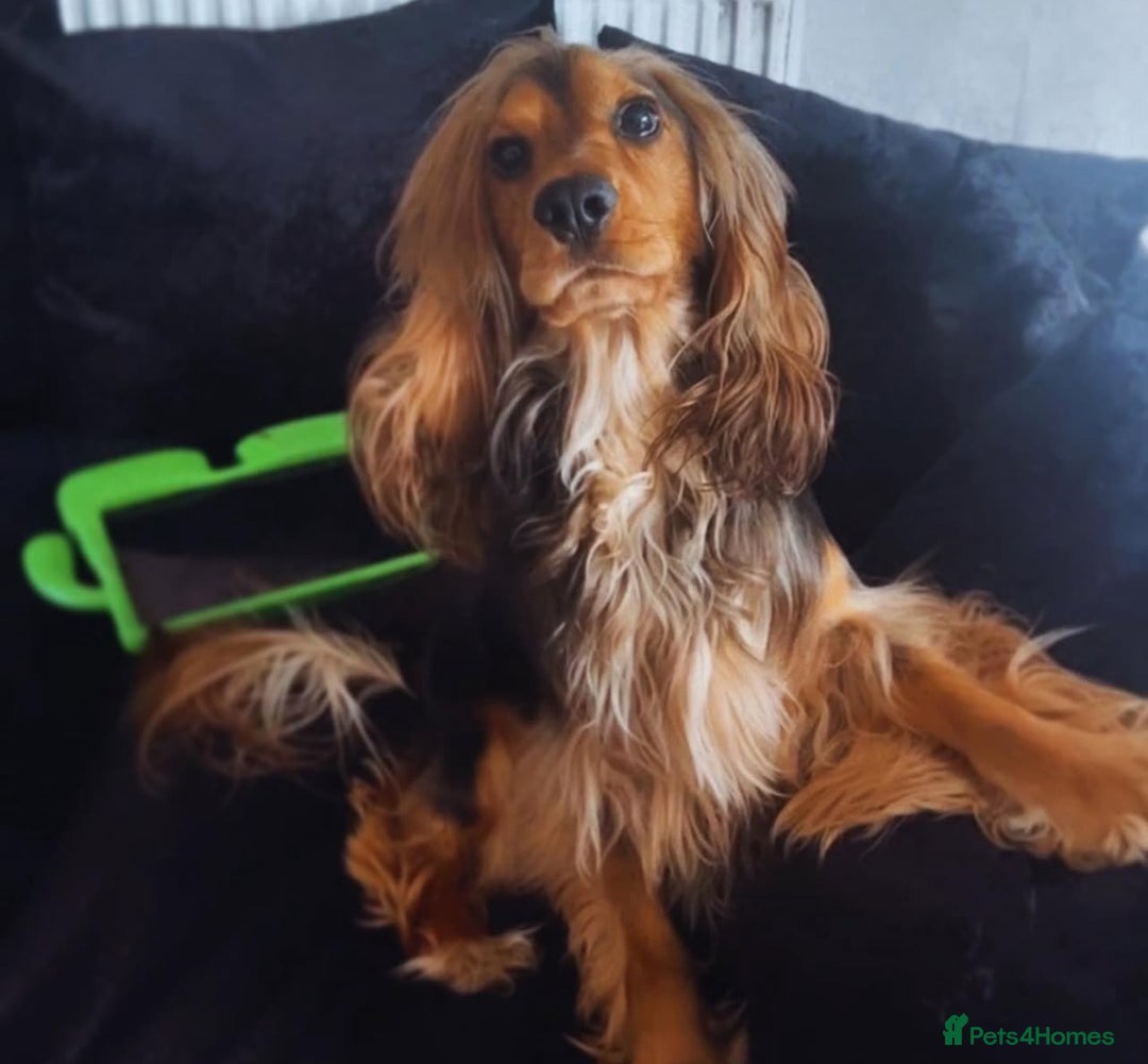 Cocker Spaniel dogs for sale: Cocker spaniel - Image 2