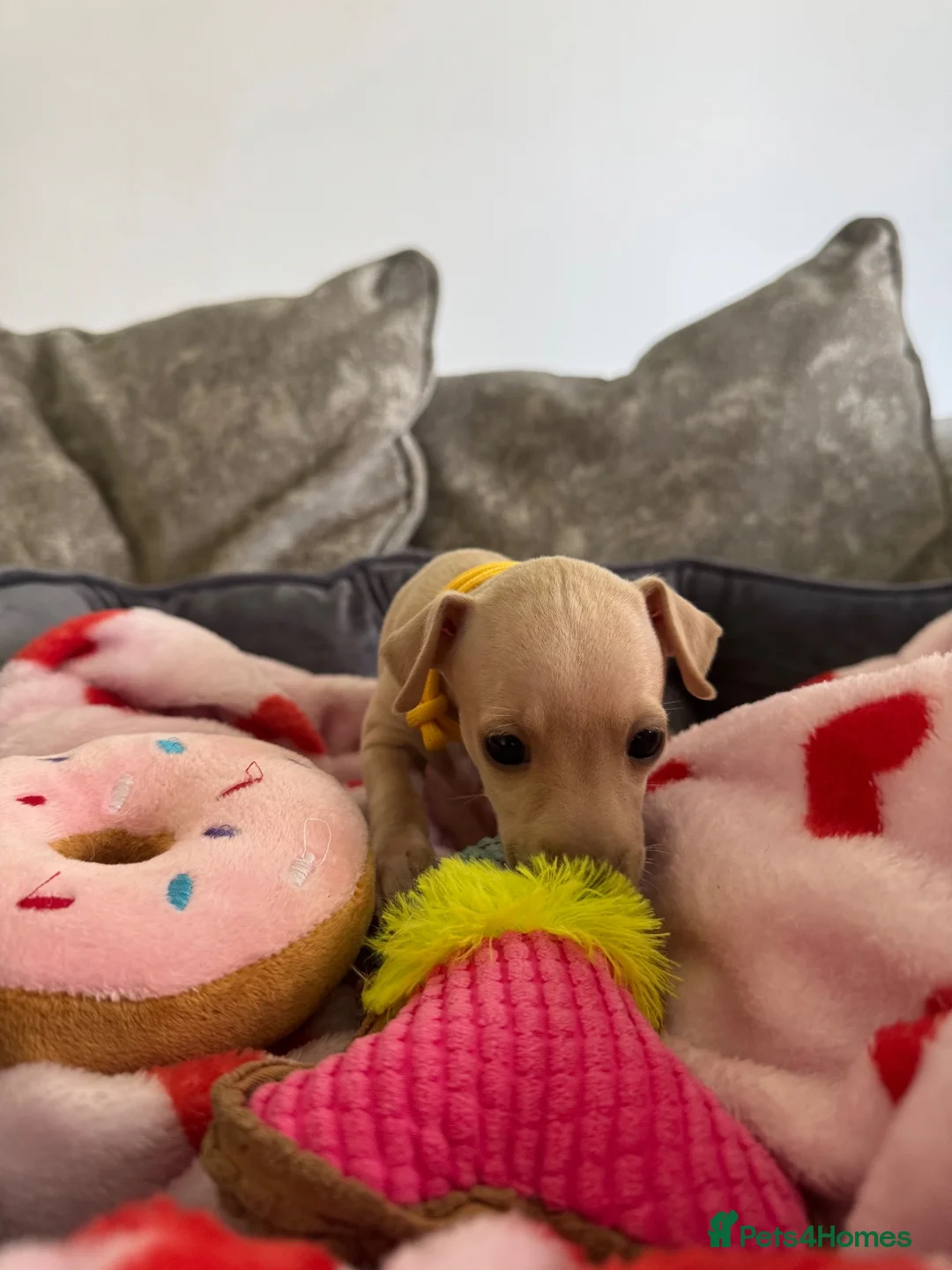 Italian Greyhound dogs for sale: 🏡 Italian greyhound puppies ready soon 🏡 - Advert 35