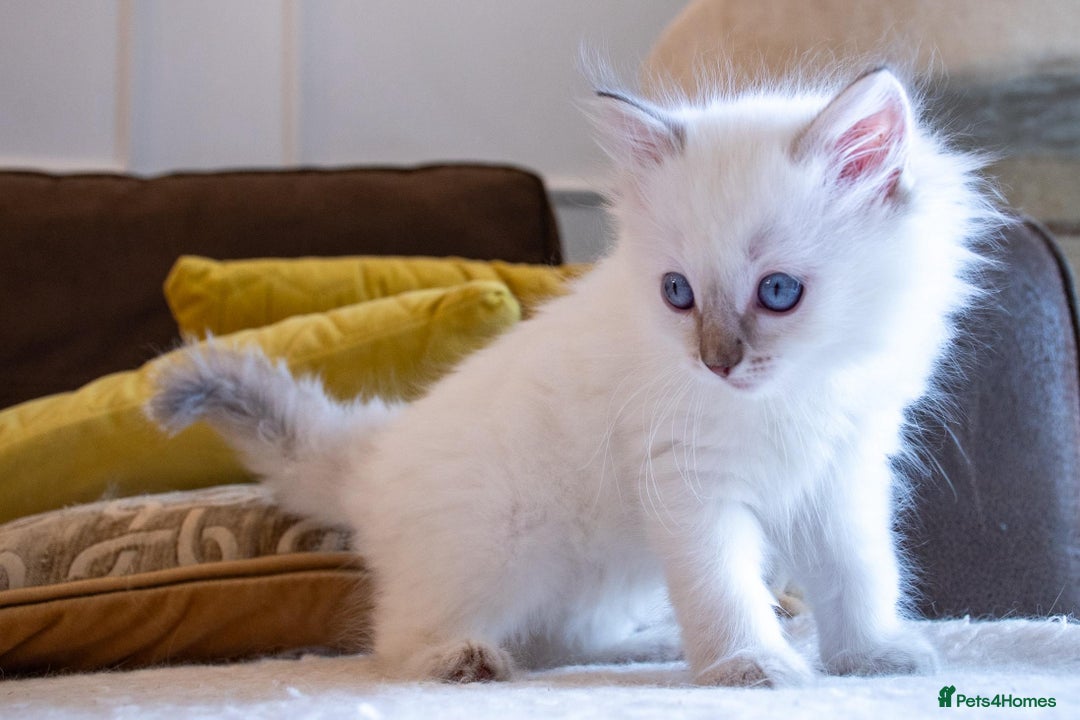 Ragdoll cats for sale: Ready Now GCCF Ragdoll Kittens Irresistibly Cuddly - Image 18