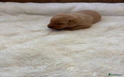 Labrador Retriever dogs for sale: KC REGISTERED DNA TESTED LABRADOR PUPPIES - Image 14