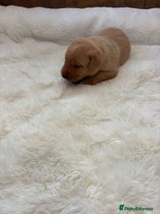 Labrador Retriever Puppy 3