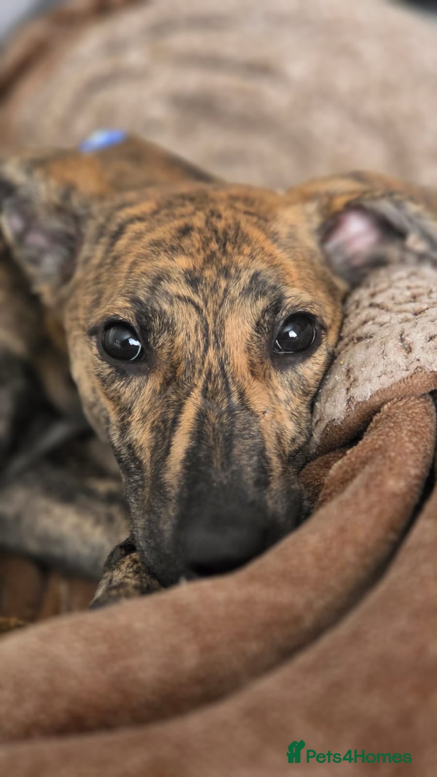 Mixed Breed dogs Lurcher  - Advert 1