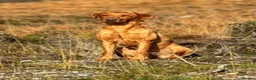 Labrador Retriever dogs for sale: Beautiful dark fox red labrador puppies for sale - Advert 8