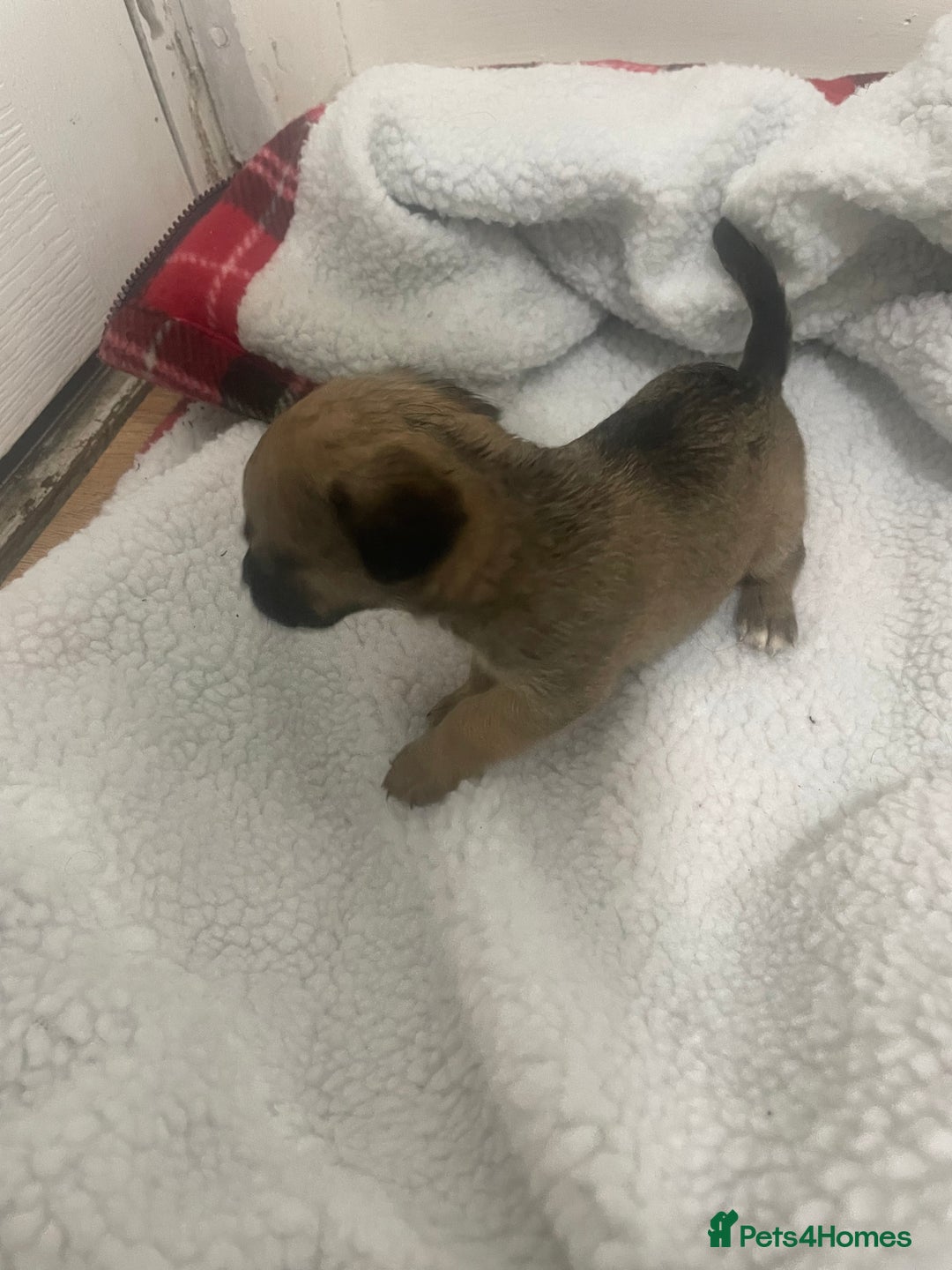 Jack Russell dogs for sale: Four Jack Russell puppies merle - Image 4