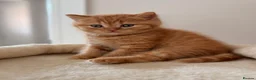 British Shorthair cats for sale: British Shorthair Kittens from Champion Parents  - Advert 6