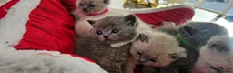 British Shorthair cats for sale: 6 gorgeous bsh  kittens . - Advert 10