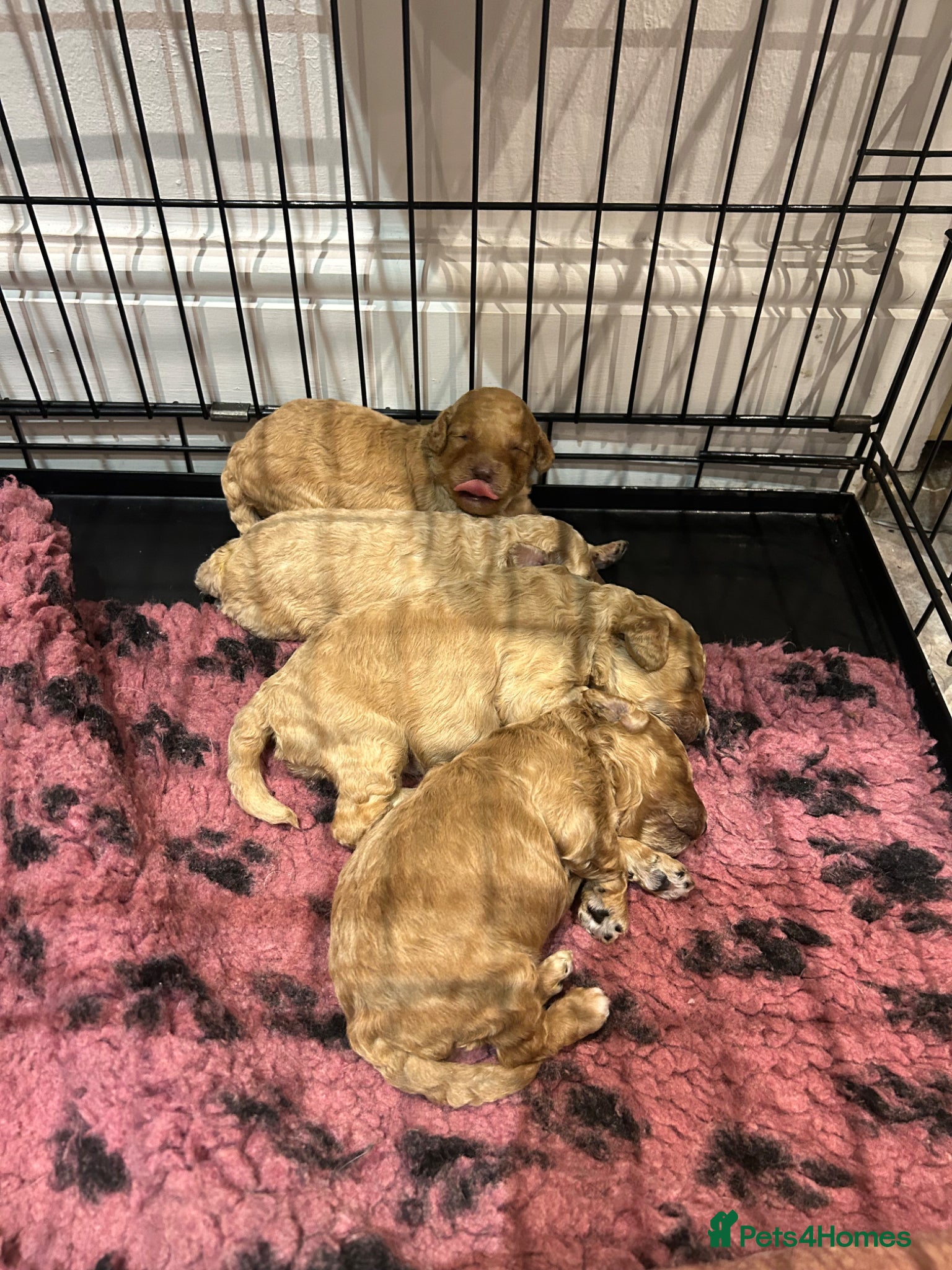 Cockapoo dogs Beautiful litter of golden cockapoos  - Advert 1