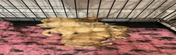 Cockapoo dogs for sale: Beautiful litter of golden cockapoos  in Pudsey - Advert 1