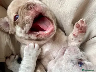 French Bulldog dogs Lilac girl 💖 Merle boy 💙 french bulldog puppies - Advert 4