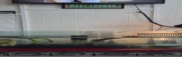 Turtle reptiles for sale: 2 Missisipi Map turtles in London - Advert 4