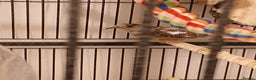 Mixed Breed birds for sale: Zebra finches and diamond doves with cage  - Advert 4