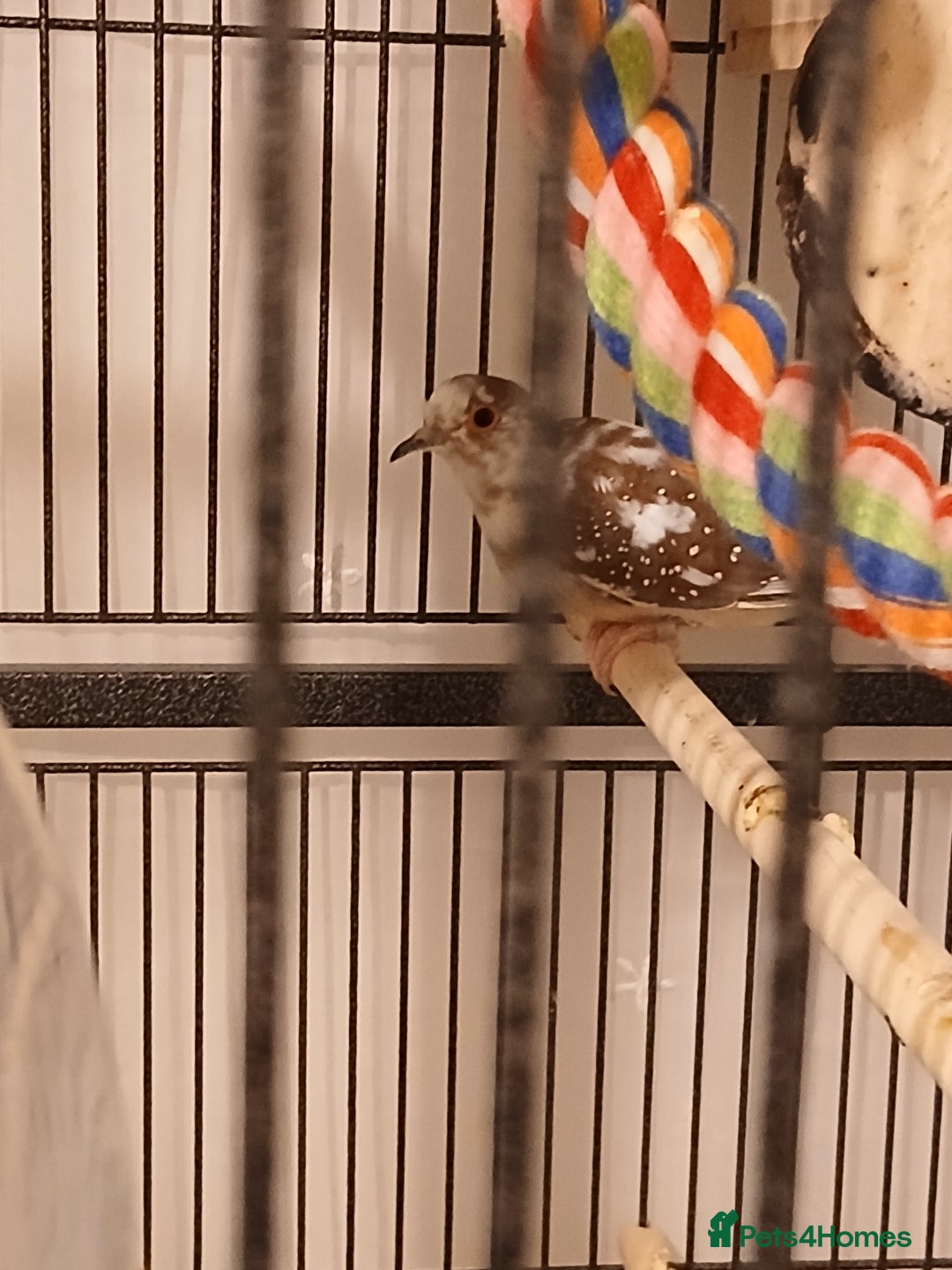 Mixed Breed birds for sale: Zebra finches and diamond doves with cage  - Advert 4