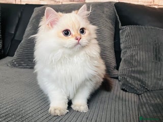 British Longhair cats ‼️🐾😍Colourpoint purebred BLH😻1 Left 🐱 - Advert 10