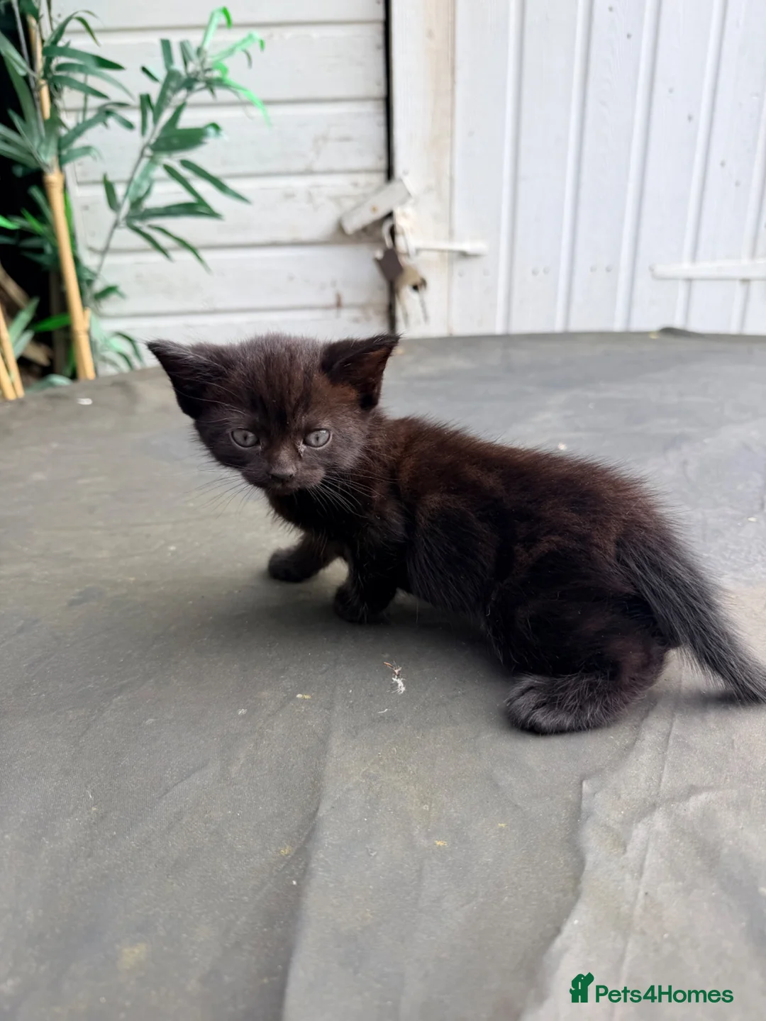 Mixed Breed cats for sale: Kitten  in Edgware - Advert 3