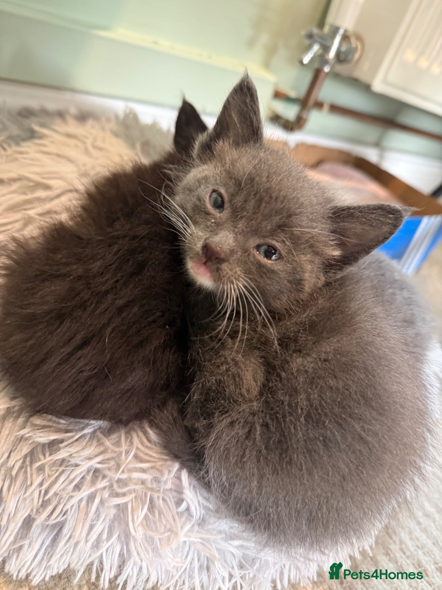 Mixed Breed cats Grey kittens - Mum is Sphynx X British short hair - Advert 17