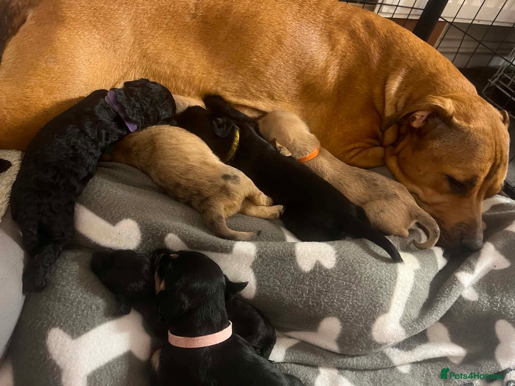 Mixed Breed dogs Staffie cross pups - Advert 2