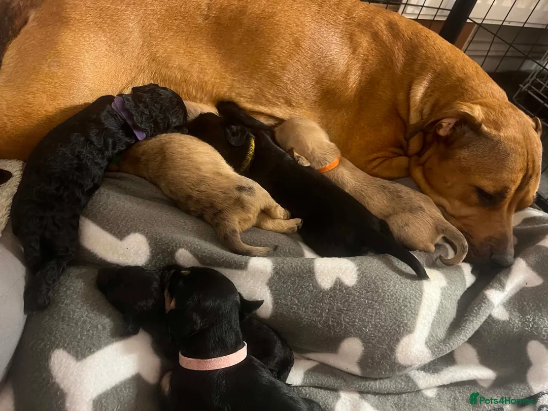 Mixed Breed dogs for sale: Staffie cross pups in Peterlee - Advert 1