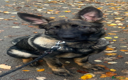 German Shepherd dogs for sale: Dark Sable German Shepherd Puppy (Male) - Advert 7