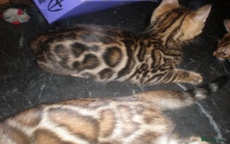 Bengal cats for sale: Only 1 Beautiful Bengal Kittens Ready to leave now in Manchester - Image 16