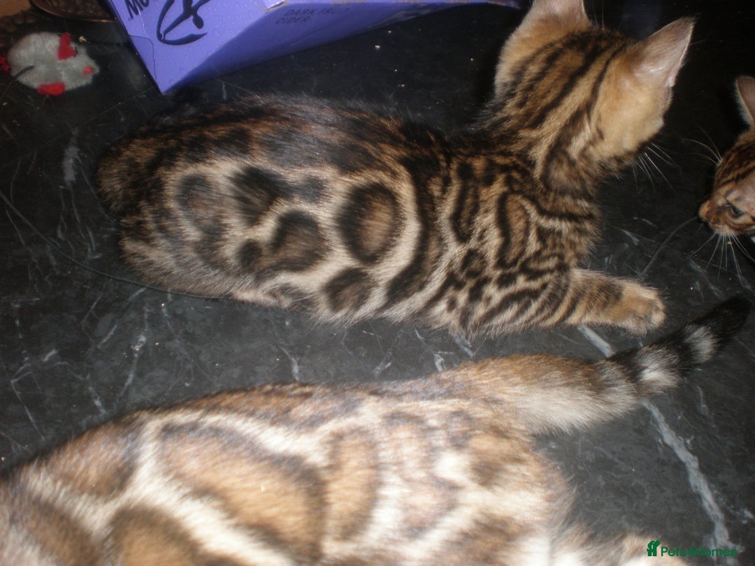 Bengal cats for sale: Only 1 Beautiful Bengal Kittens Ready to leave now in Manchester - Image 16