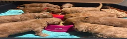 Australian Labradoodle dogs for sale: Therapy Dog Breeder - Advert 12
