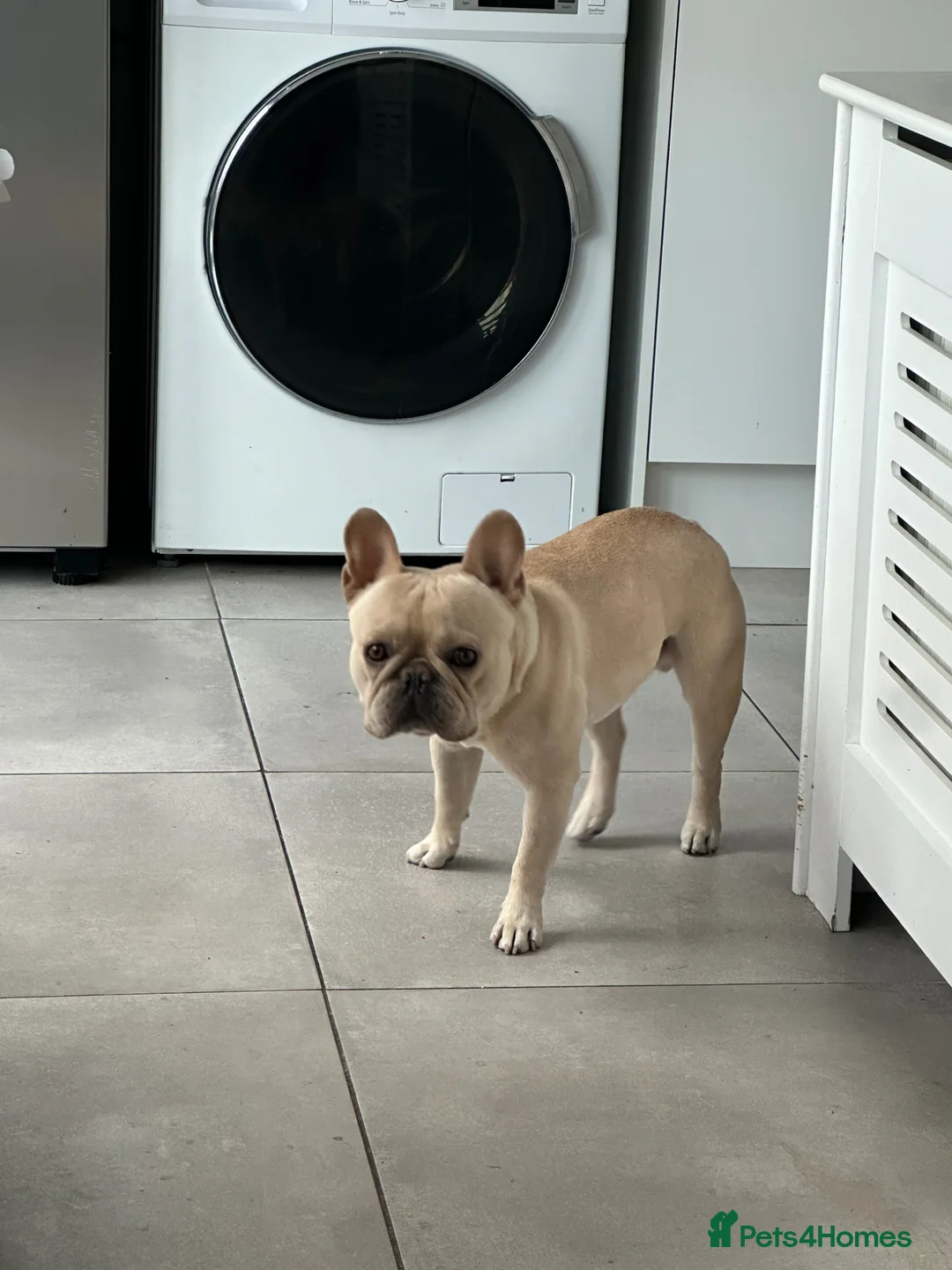 French Bulldog dogs for stud: French Bully for Studding in Harlow - Advert 19