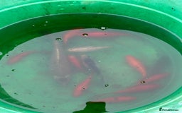 Pond Fish fish for sale: Pond fish - Comets, Gold & Carp - Advert 4