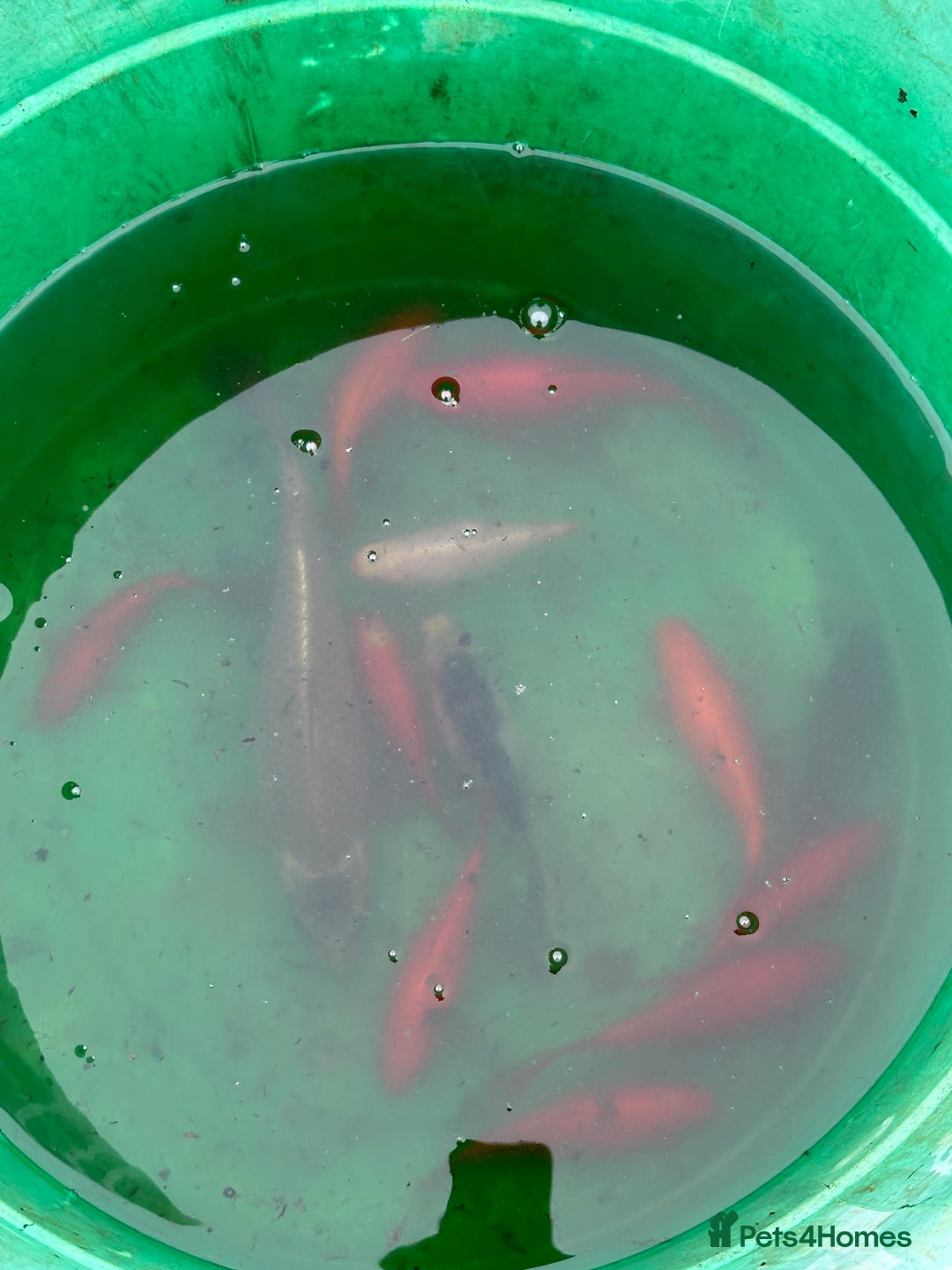 Pond Fish fish for sale: Pond fish - Comets, Gold & Carp - Advert 4