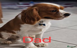 Cavalier King Charles Spaniel dogs for sale: Companion cavalier king charles spaniels - Image 7
