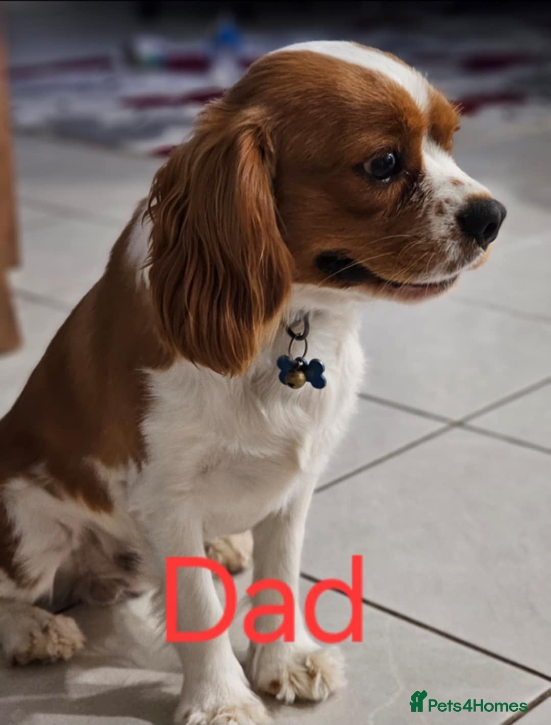 Cavalier King Charles Spaniel dogs for sale: Companion cavalier king charles spaniels - Image 7