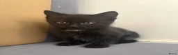 Mixed Breed cats for sale: 2 Maine coon mixed gorgeous kittens available  in Uxbridge - Advert 5