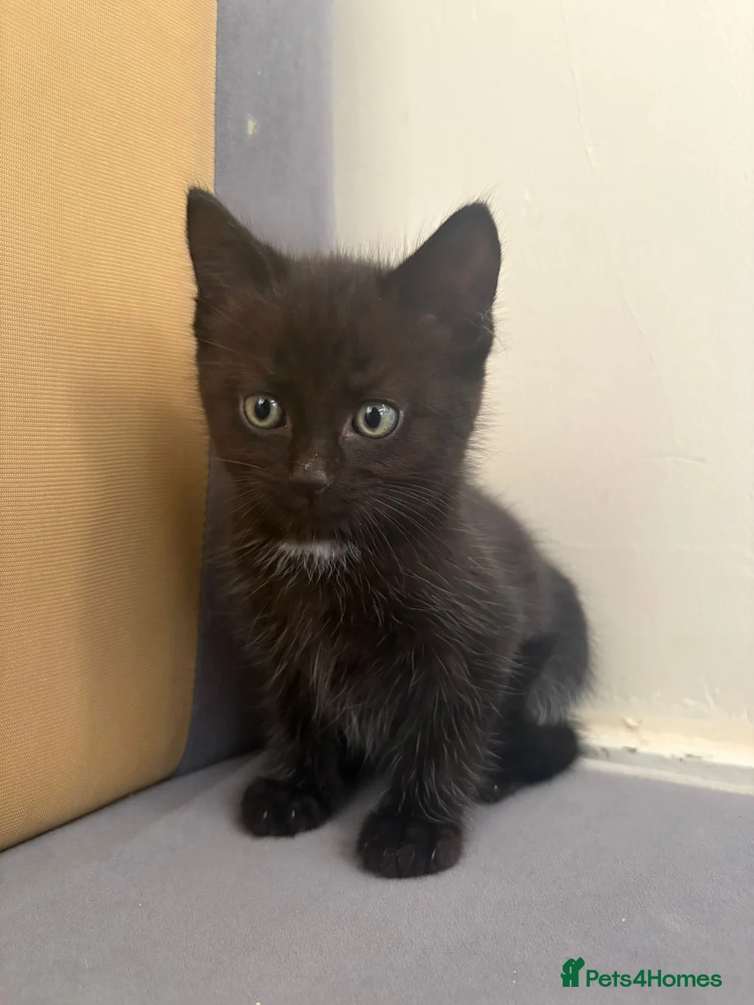 Mixed Breed cats for sale: 2 Maine coon mixed gorgeous kittens available  in Uxbridge - Advert 5