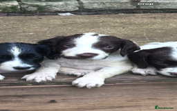 English Springer Spaniel dogs for sale: English Springer Spaniel puppies for sale  - Image 19
