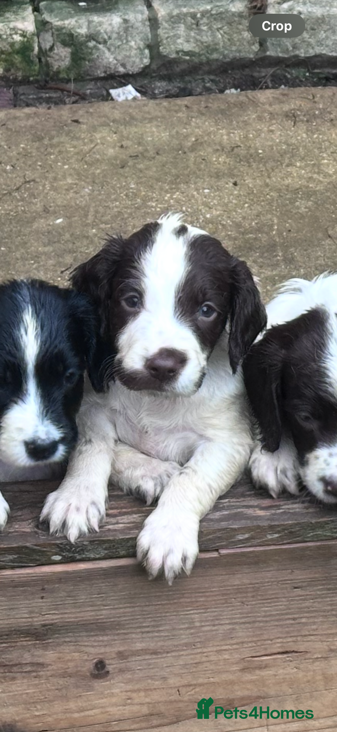 English Springer Spaniel dogs for sale: English Springer Spaniel puppies for sale  - Image 19