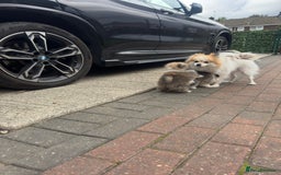 Pomeranian dogs for sale: 1 BOY 1 GIRL POMERANIAN PUPPIES AVAILABLE  - Image 16