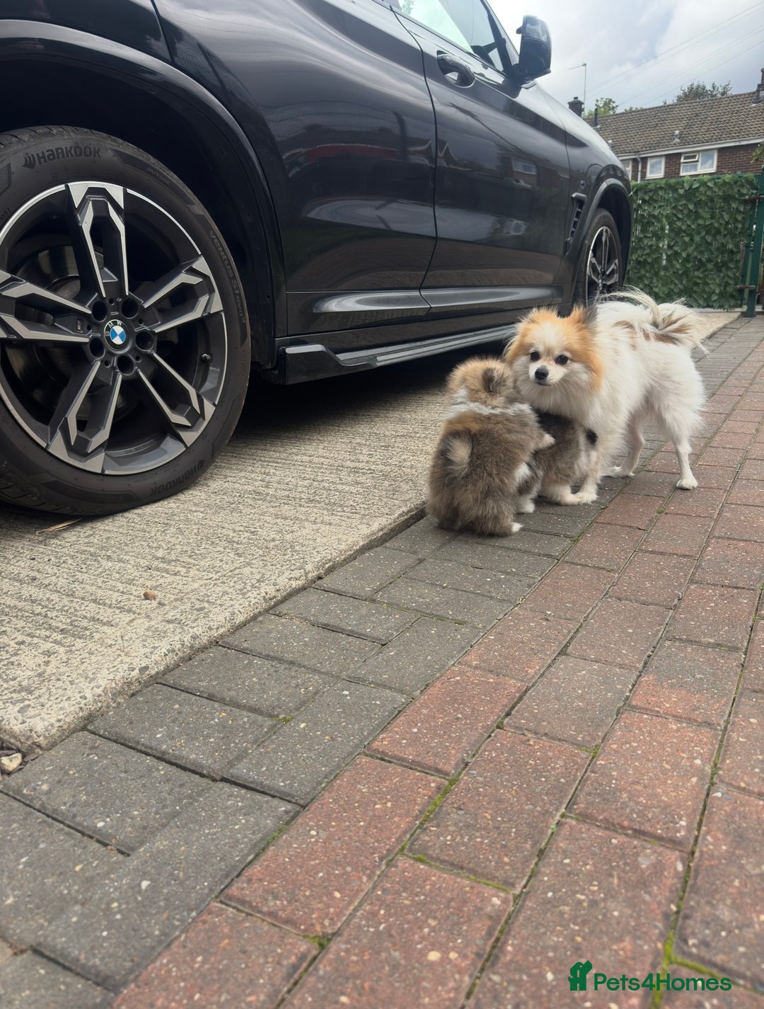 Pomeranian dogs for sale: 1 BOY 1 GIRL POMERANIAN PUPPIES AVAILABLE  - Image 16