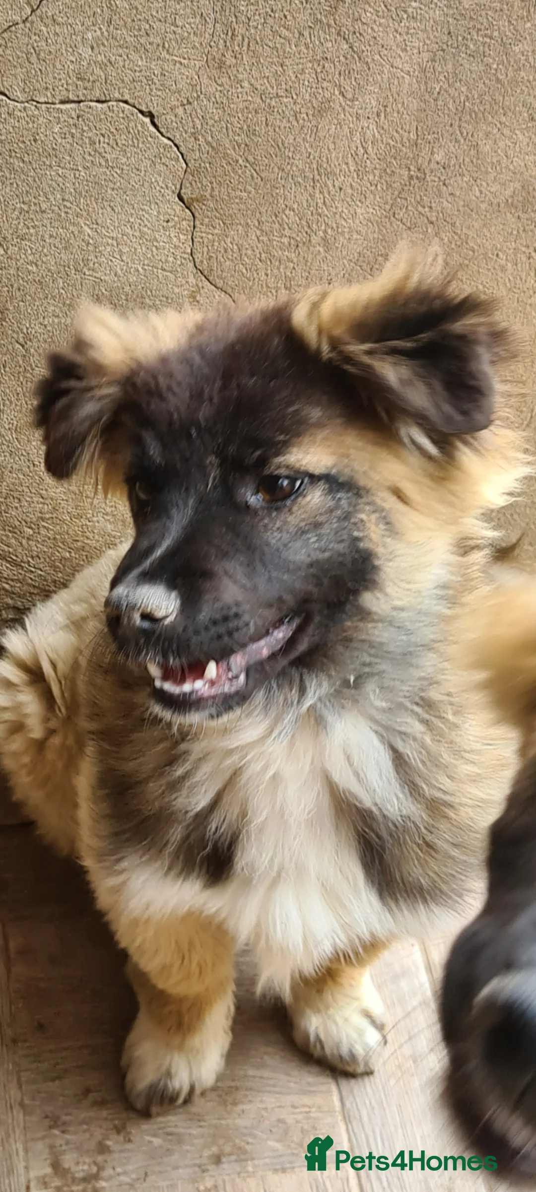 Mixed Breed dogs for adoption: Humpty Dumpty female, corgi size  - Advert 5