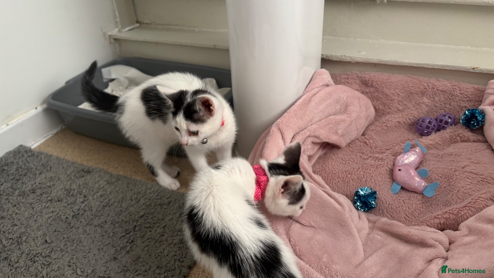 Mixed Breed cats Female Kittens  - Advert 1