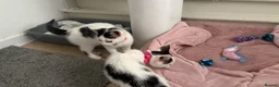 Mixed Breed cats for sale: Female Kittens  - Advert 1