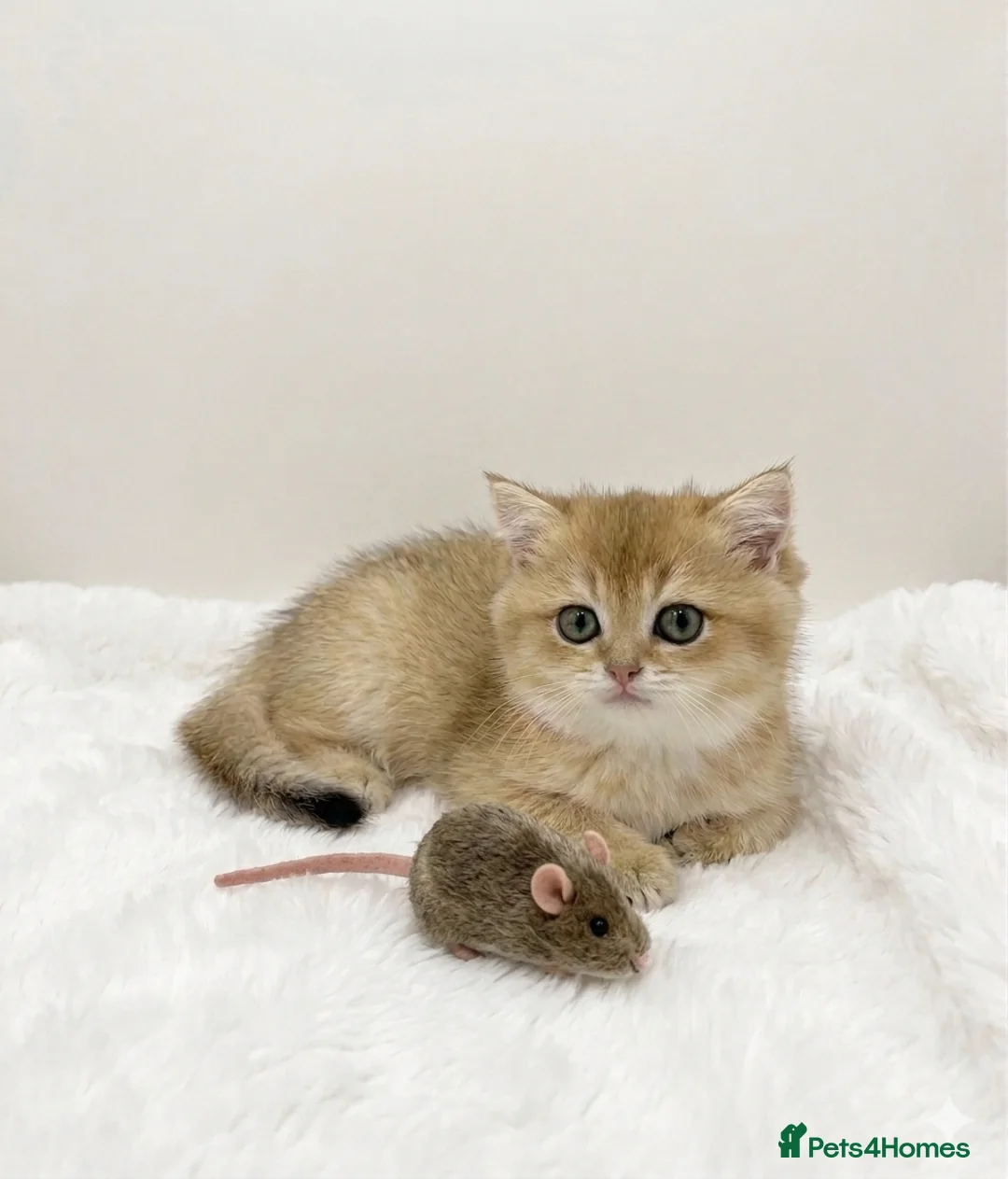 British Shorthair cats for sale: 🌟3 Adorable Golden BSH kittens left 🌟 - Advert 2