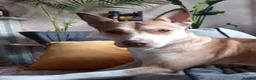 Mixed Breed dogs for sale: Miss narlah looking for a Mr right forever in Birmingham - Advert 8