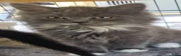 Persian cats for sale: Half perian lovley kittens  - Advert 10