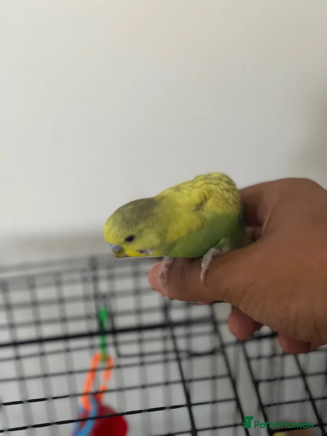 Budgerigars birds for sale: Budgie Up For Sale As Leaving Abroad in Enfield - Advert 2