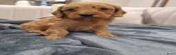 Cockapoo dogs for sale: Gorgeous cockatoo puppies  - Advert 26