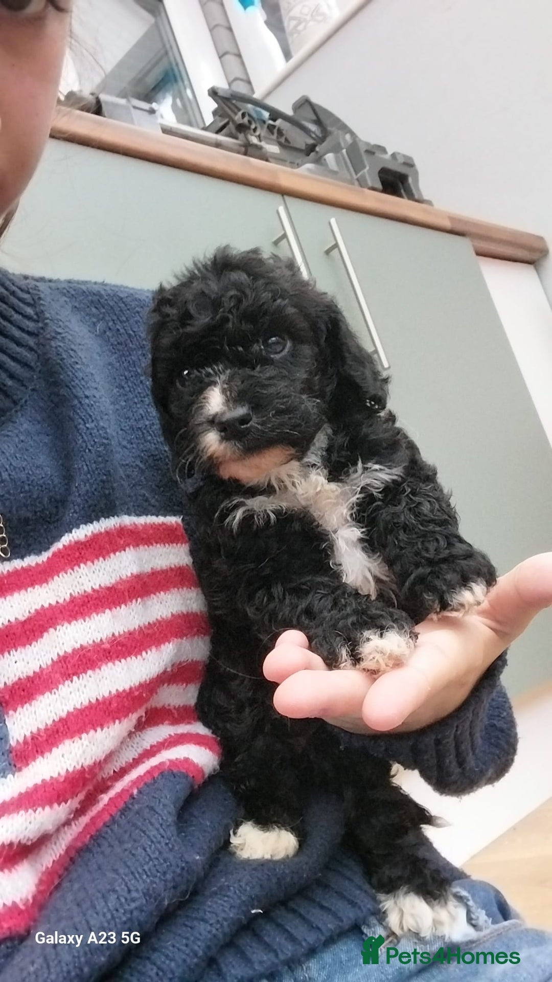 Cockapoo dogs for sale: ** BEAUTIFUL LITTER OF COCKAPOOS ** - Image 19