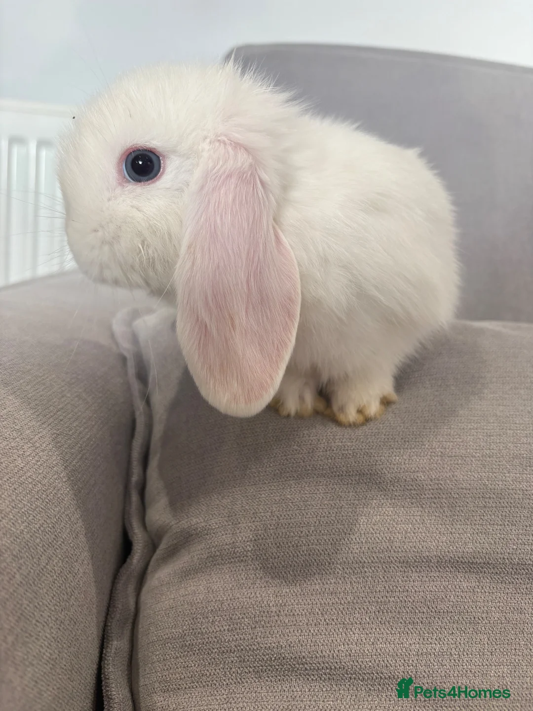 Mini Lop rabbits for sale: Mini lop plush  - Advert 2